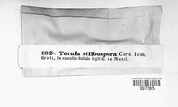 Taeniolella stilbospora image